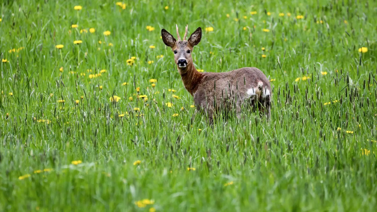 Im Bayerischen Waldgesetz ist der Grundsatz „Wald vor Wild“ verankert. Der Bayerische Jagdverband (BJV) fordert eine Änderung  Wald und Wild müssten als gleichwertige Schutzgüter angesehen werden. (Symbolfoto) (Foto: Thomas Warnack/dpa)