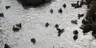 Im Stelzenbach in der Ortsmitte von Wilhermsdorf schwimmen jede Menge Enten. Nun wurden zwei tote Enten mit Schusswunden aufgefunden. (Foto: Heinz Wraneschitz)