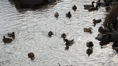 Im Stelzenbach in der Ortsmitte von Wilhermsdorf schwimmen jede Menge Enten. Nun wurden zwei tote Enten mit Schusswunden aufgefunden. (Foto: Heinz Wraneschitz)