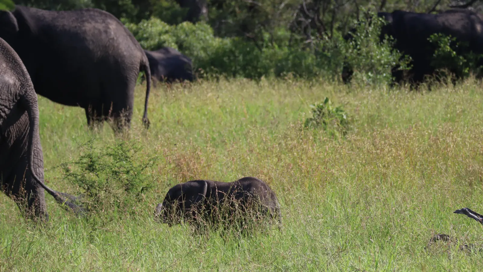 ... Elefanten-Familien ... (Foto: Gudrun Bayer)