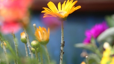 Ohne Chemie: Gegen Blattläuse helfen auch Florfliegen- oder Schwebfliegenlarven. (Foto: Karl-Josef Hildenbrand/dpa-tmn)