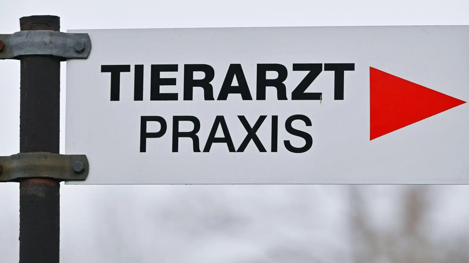 Tierheime beklagen höhere Kosten bei der Behandlung von Tieren. (Symbolbild) (Foto: Patrick Pleul/dpa)