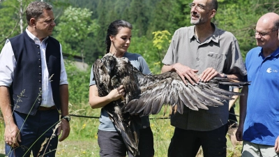 Bartgeier Zierli wurde zusammen mit Jungtier Alosa zur Auswilderungsnische im Klausbachtal gebracht.   (Foto: Michael Koller/LBV/dpa)