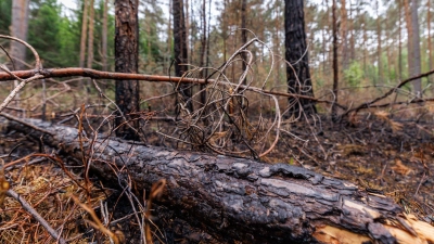 Die Gefahr von Waldbränden, wie hier bei Erlangen im April, ist in diesen Tagen wieder besonders groß. (Archivbild) (Foto: Daniel Karmann/dpa)
