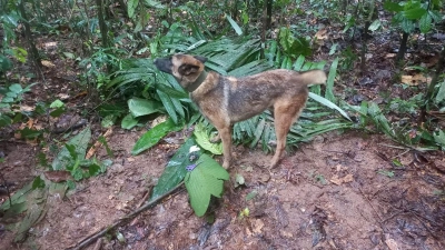 Suchhund Ulises hat einen behelfsmäßigen Unterschlupf gefunden, den die vermissten Kindern offenbar gebaut haben. (Foto: Fuerzas Militares de Colombia/dpa)