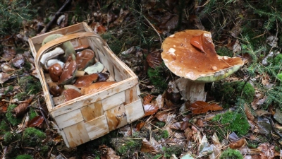 Nachdem ein 85-jähriger Pilzsammler am Mittwochabend in einem Wald südlich von Windsbach verloren gegangen ist, setzte die Polizei ein Großaufgebot zur Suche ein. (Symbolbild: Bodo Schackow/dpa)