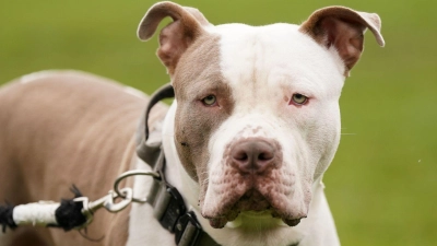 Die Haltung von XL-Bully-Hunden ist seit Februar nur noch in Ausnahmen erlaubt. (Archivbild) (Foto: Jacob King/Press Association/dpa)