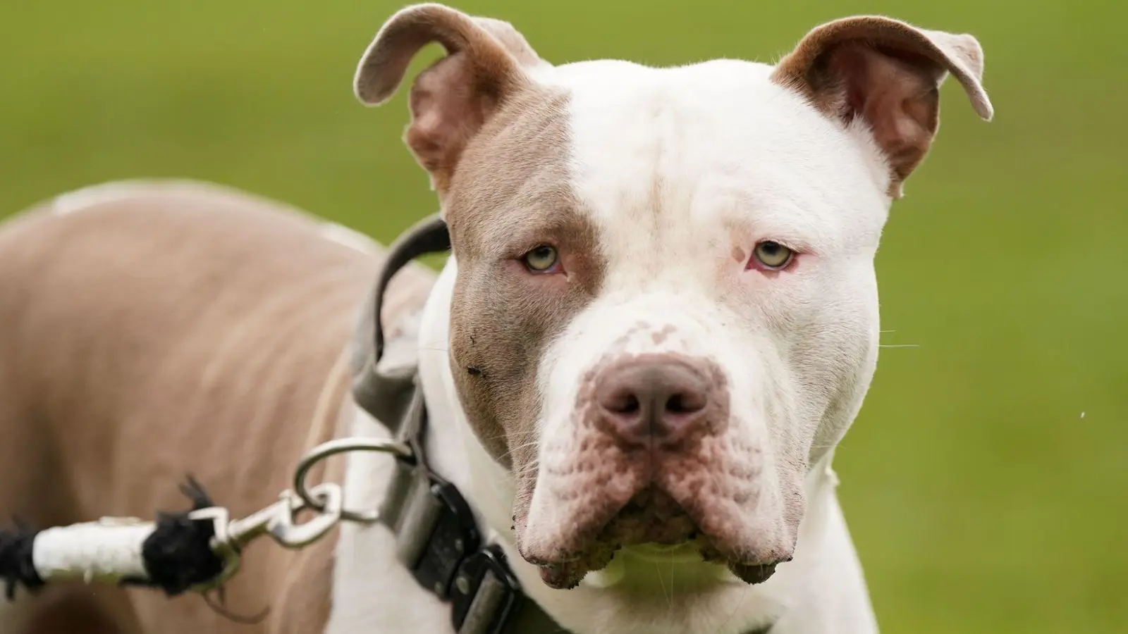 Die Haltung von XL-Bully-Hunden ist seit Februar nur noch in Ausnahmen erlaubt. (Archivbild) (Foto: Jacob King/Press Association/dpa)