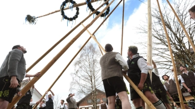 Mit sogenannten Scherstangen richten Dorfbewohner den neuen Maibaum auf. (Archibild)  (Foto: Karl-Josef Hildenbrand/dpa)