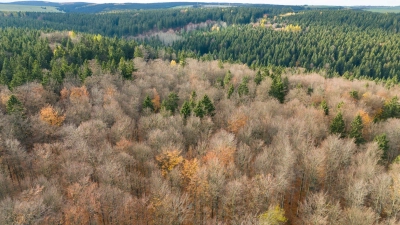 Der deutsche Wald ist zu einer Treibhausgas-Quelle geworden. Das will Bundesumweltminister Carsten Schneider ändern.  (Foto: Sebastian Kahnert/dpa)