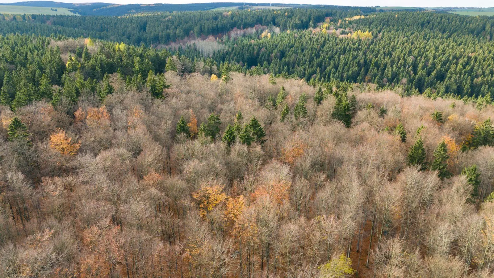 Der deutsche Wald ist zu einer Treibhausgas-Quelle geworden. Das will Bundesumweltminister Carsten Schneider ändern.  (Foto: Sebastian Kahnert/dpa)