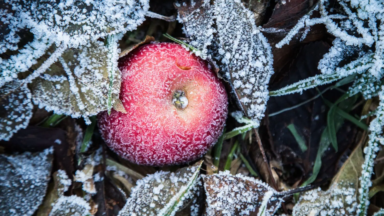 Jetzt ist ein guter Zeitpunkt, um die Pflanzen im Garten auf den Frühling vorzubereiten. (Foto: Christin Klose/dpa-tmn)