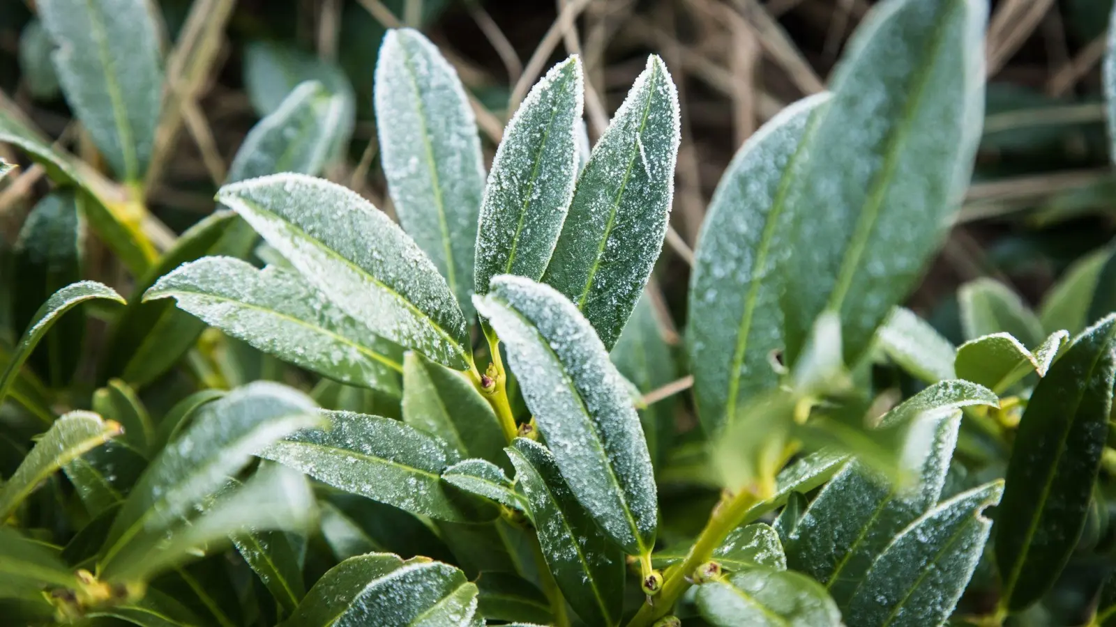 Sie sehen gerade auch bei Frost noch schön aus: Immergrüne im Winter. (Foto: Christin Klose/dpa-tmn)