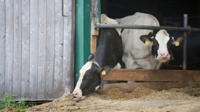 Erneut stehen Landwirte im Allgäuer Tierschutzskandal vor dem Landgericht Memmingen. (Archivbild) (Foto: Karl-Josef Hildenbrand/dpa)