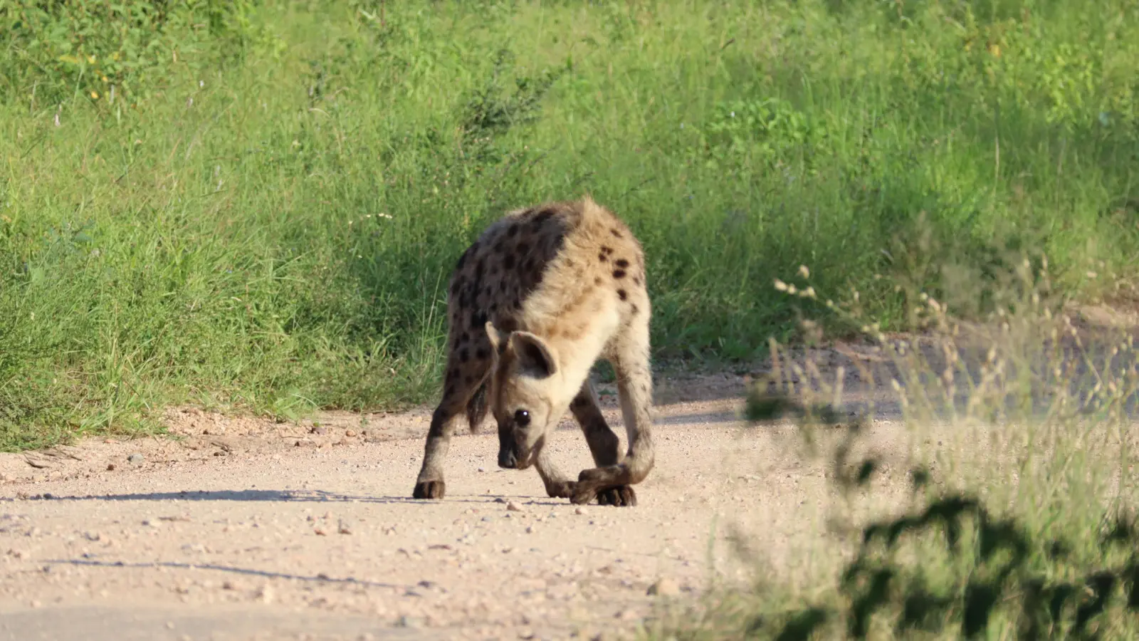 Denn hinter jedem Busch und jeder Kurve lauert Gefahr. Tüpfelhyänen sind nicht zu unterschätzen. (Foto: Gudrun Bayer)