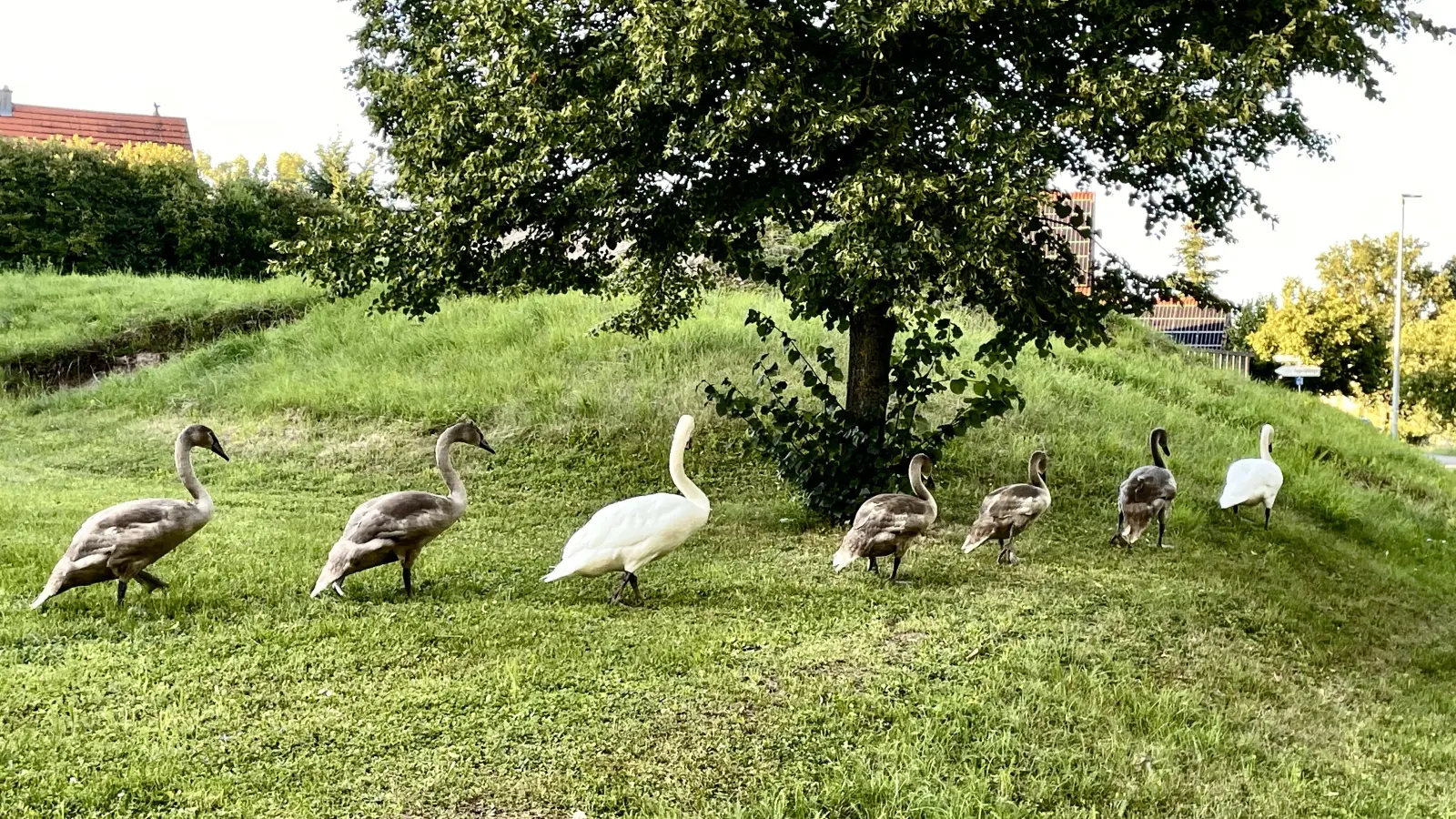Schwäne im Gänsemarsch – gesehen in Leutershausen (Foto: Hans Betscher)