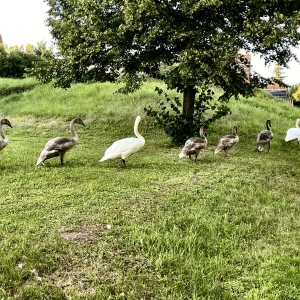 Schwäne im Gänsemarsch – gesehen in Leutershausen (Foto: Hans Betscher)