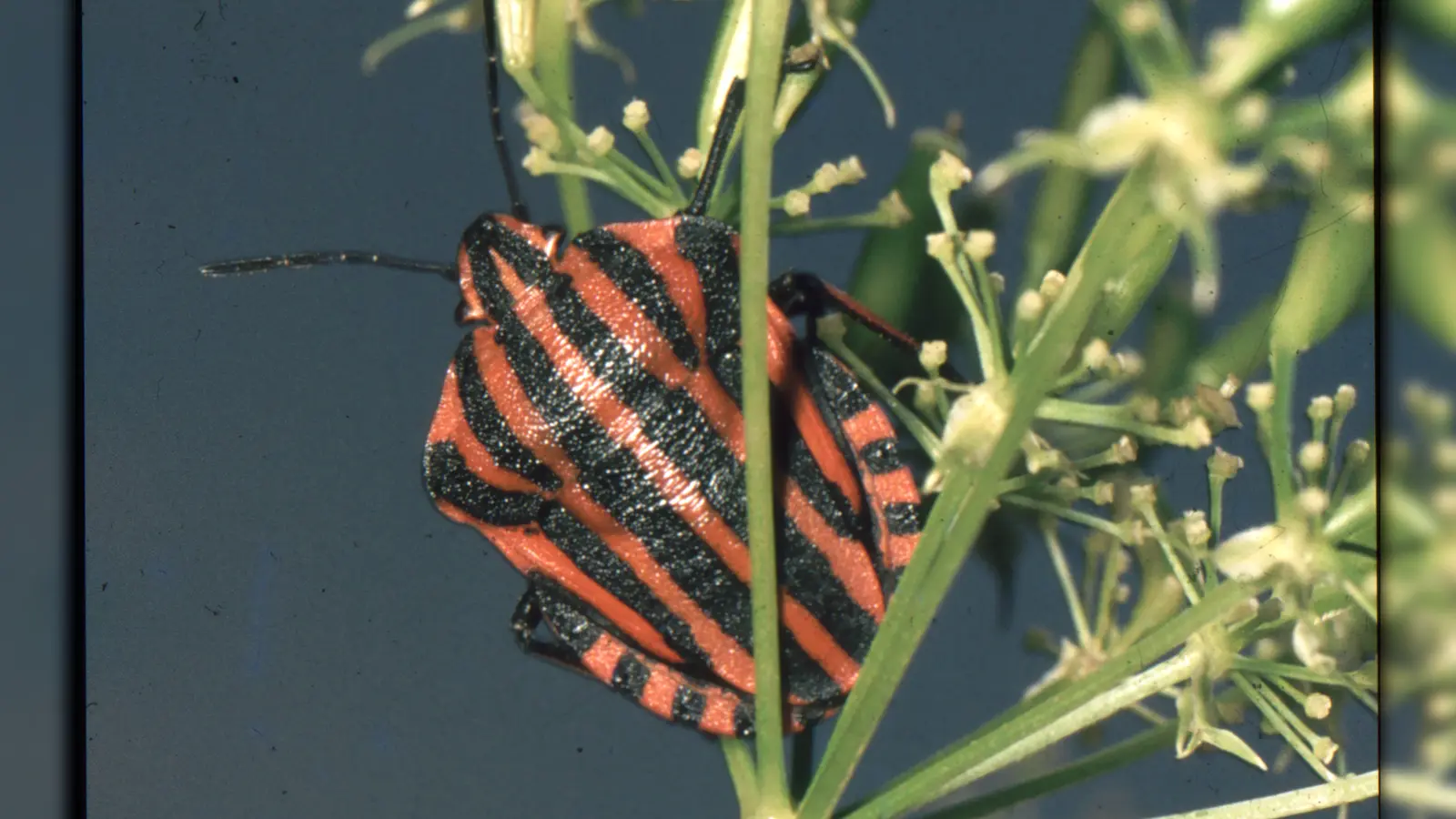Die Streifenwanze gehört zu den wenigen Arten mit einem chicen Aussehen.  (Foto: Ulrich Meßlinger)