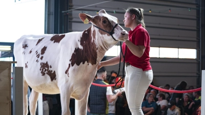 Verschiedene Rinderrassen werden bei der Auktion auf dem Hof in Möckenau angeboten. Dieses Foto stammt aus einer vergangenen Veranstaltung des Betriebs. (Foto: Möck Milch GbR)