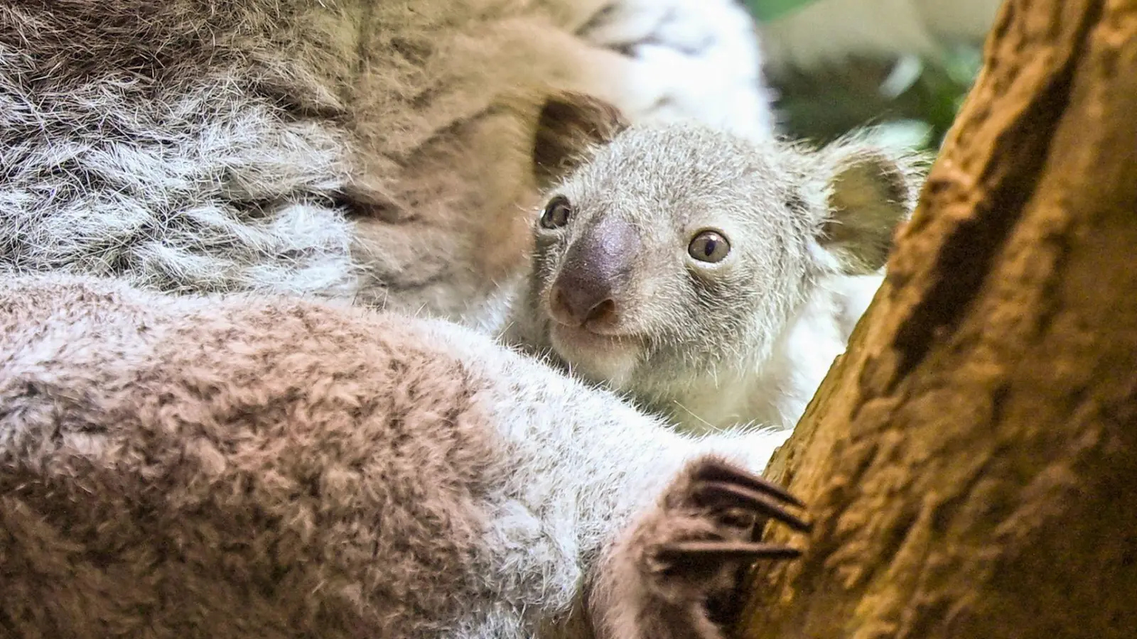 Koala-Nachwuchs im Zoo Leipzig: Jungtier zeigt sich erstmals im Beutel. (Foto: Jennifer Brückner/dpa)