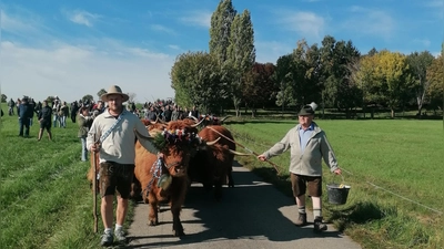 Vater (links) und Sohn Karlheinz Heß mit der geschmückten Lotte beim Almabtrieb auf dem Weg von der Sommer- zur Winterweide. Das Spektakel bei Röckingen zieht jedes Jahr hunderte Schaulustige an. (Foto: Friedrich Zinnecker)
