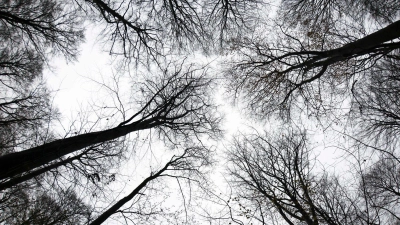 Ein unbekannter Täter hat sich auf einem Waldgrundstück bei Feuchtwangen zu schaffen gemacht. (Symbolbild: Christian Charisius/dpa)