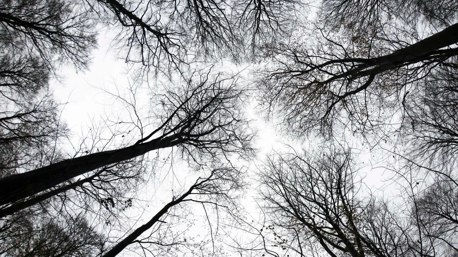Ein unbekannter Täter hat sich auf einem Waldgrundstück bei Feuchtwangen zu schaffen gemacht. (Symbolbild: Christian Charisius/dpa)