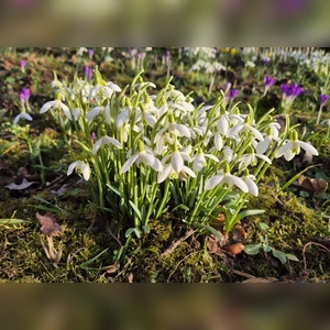 Der Frühling kann kommen - gesehen in Neustadt (Foto: Rosi Neuner-Ramming)