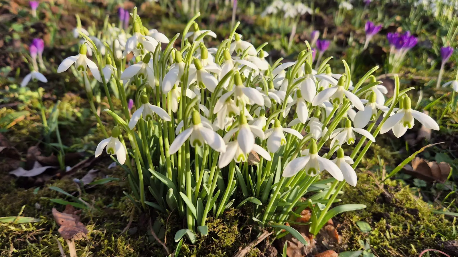 Der Frühling kann kommen - gesehen in Neustadt (Foto: Rosi Neuner-Ramming)