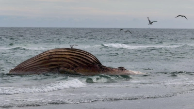 Seit rund zwei Wochen liegt der Kadaver aufgebläht am Strand von Anholt. (Foto: Marcus Golejewski/dpa)