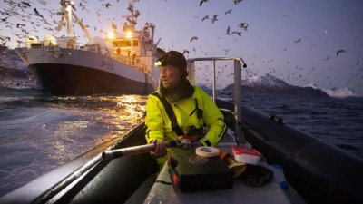 Das Gesamtsiegerbild zeigt den Biologen Audun Rikardsen, der in einem norwegischen Fjord Wale mit Sendern ausstattet. (Foto: Emma Vogel/Nature/dpa)