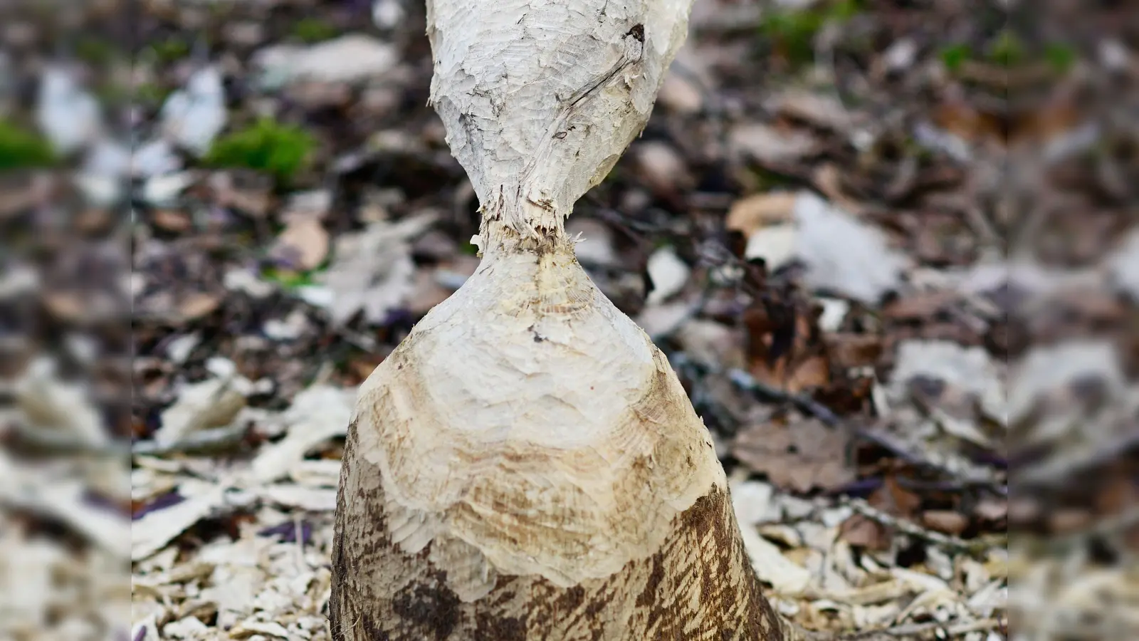 Die Rinde dient als Futter, das Holz als Baumaterial, nachdem ein Baum zum Wasser hin gefällt ist. (Foto: Jim Albright)