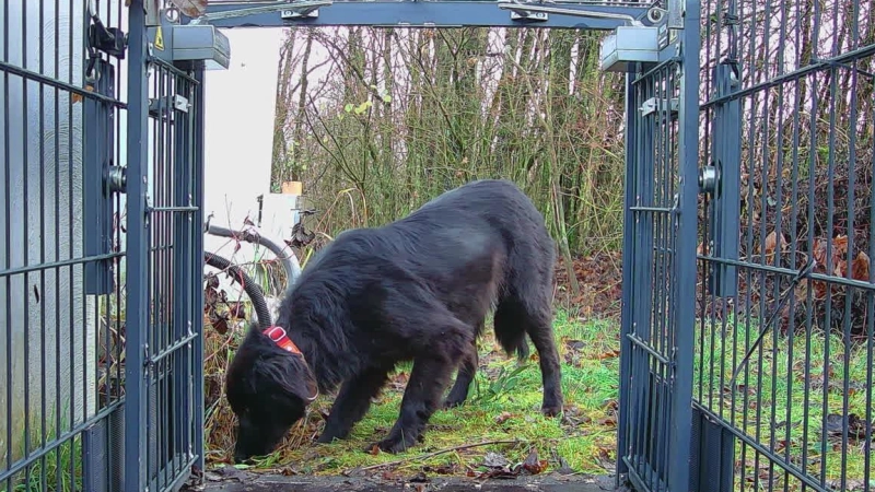 Noch ein paar Schritte, dann ist es geschafft. Geht der Hund in die Falle, ist die Mission erfolgreich abgeschlossen. (Foto: Hundesicherung Dreifrankeneck)