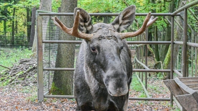 Nun ist er wieder im Wildpark Pforzheim: Elch Erwin.  (Foto: Jason Tschepljakow/dpa)
