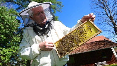 Imker Simon Nuschele hält nahe der Erlebnisimkerei in Seeg im Ostallgäu eine Halbwabe, auf der Bienen sitzen.  (Foto: Karl-Josef Hildenbrand/dpa)