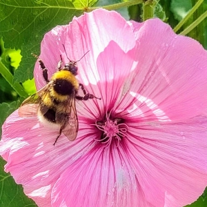Tierischer Besuch... - gesehen in Uffenheim (Foto: Rudolf Hahn)