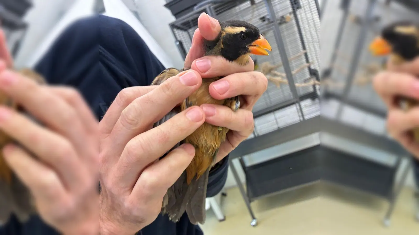 Insgesamt wurden sieben Singvögel im Gepäck der Reisenden entdeckt. (Foto: -/Bayerische Kontrollbehörde für Lebensmittelsicherheit und Veterinärwesen/dpa)