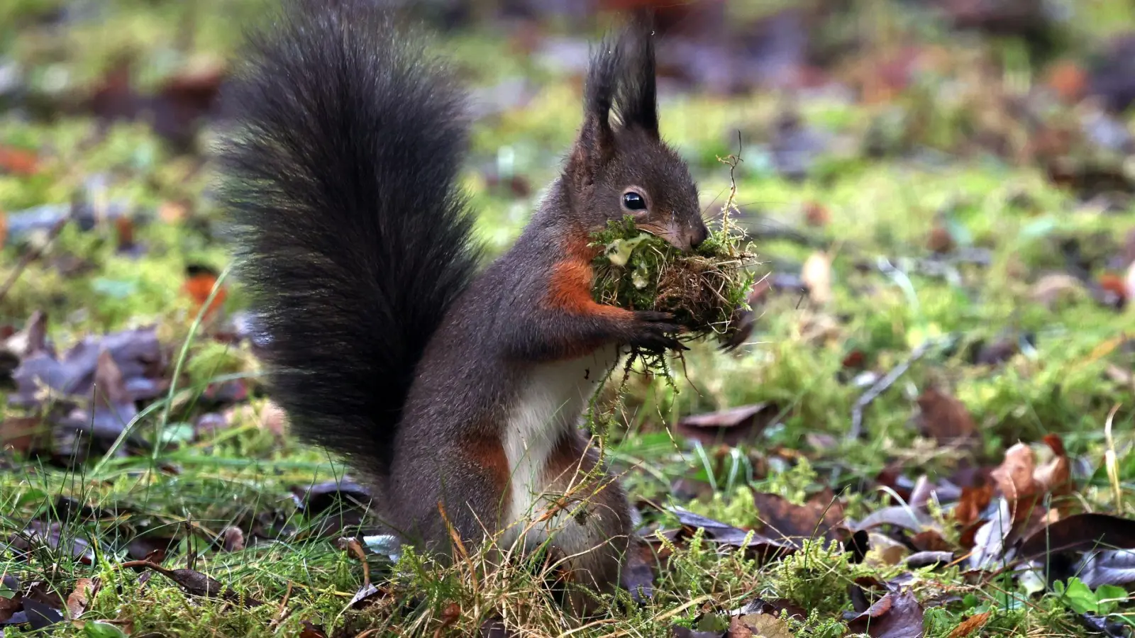 Zählaktionen können dazu beitragen, dass Wissenschaftlerinnen und Wissenschaftler mehr über die Lebensweise und den Gesundheitszustand der Tiere erfahren.  (Foto: Karl-Josef Hildenbrand/dpa)