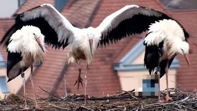 Balanceakt auf einem Bein: Einer der drei Jungstörche im Nest in der Leutershäuser Altstadt wurde mit einem Bruch oberhalb des Fußes geborgen. (Foto: Webcam des Heimatvereins)