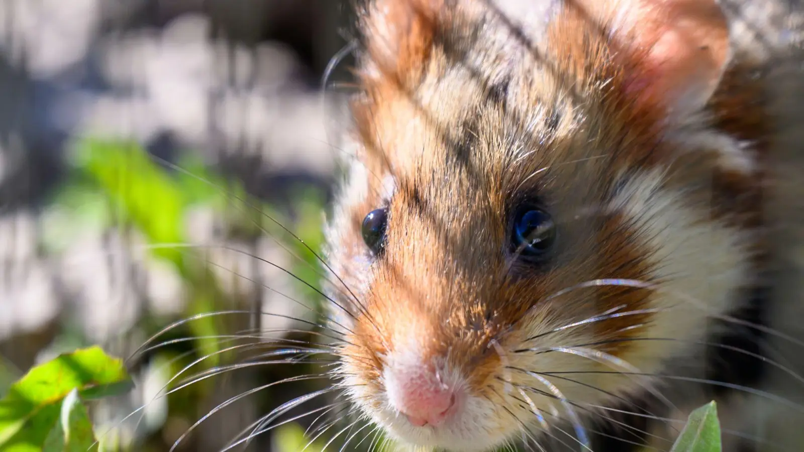 Diesem Feldhamster geht es gut. Die sechs Tiere, die vor dem Tierheim in Ansbach ausgesetzt wurden, sollen in erbärmlichem Zustand gewesen sein. (Symbolbild: Hendrik Schmidt/dpa)