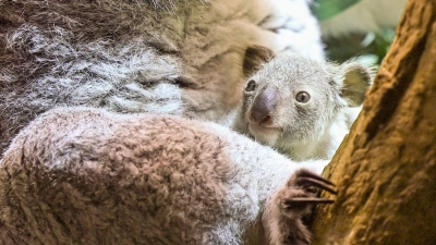 Ein kleines Koala-Jungtier wächst im Zoo Leipzig heran.  (Foto: Jennifer Brückner/dpa)