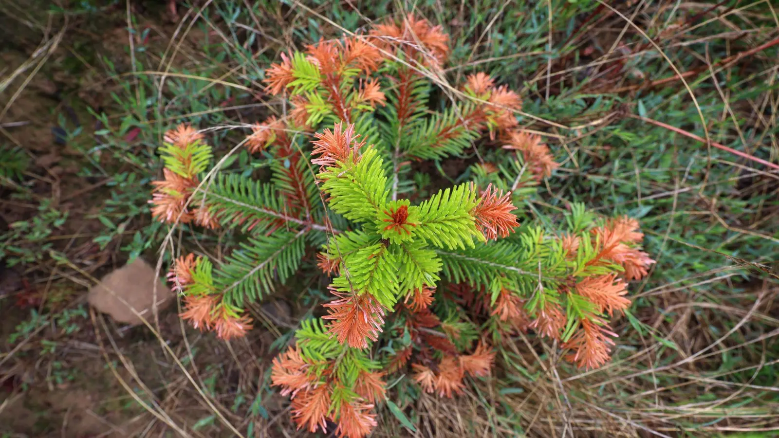 Auch an Christbäumen gehen die negativen Folgen von Hitze, Trockenheit und Klimawandel nicht spurlos vorbei. (Illustration) (Foto: Karl-Josef Hildenbrand/dpa)
