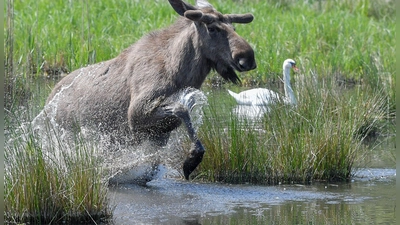 Experten glauben, dass sich die Tiere künftig wieder dauerhaft in Deutschland ansiedeln könnten. (Symbolbild) (Foto: Patrick Pleul/dpa-Zentralbild/dpa)