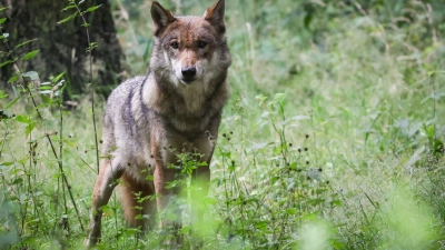 Die umstrittene Wolfsverordnung in Bayern ist erneut in Kraft. (Archivbild) (Foto: Christian Charisius/dpa)