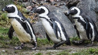 Brillenpinguine im Tierpark Berlin (Foto: Kira Hofmann/dpa-Zentralbild/ZB)