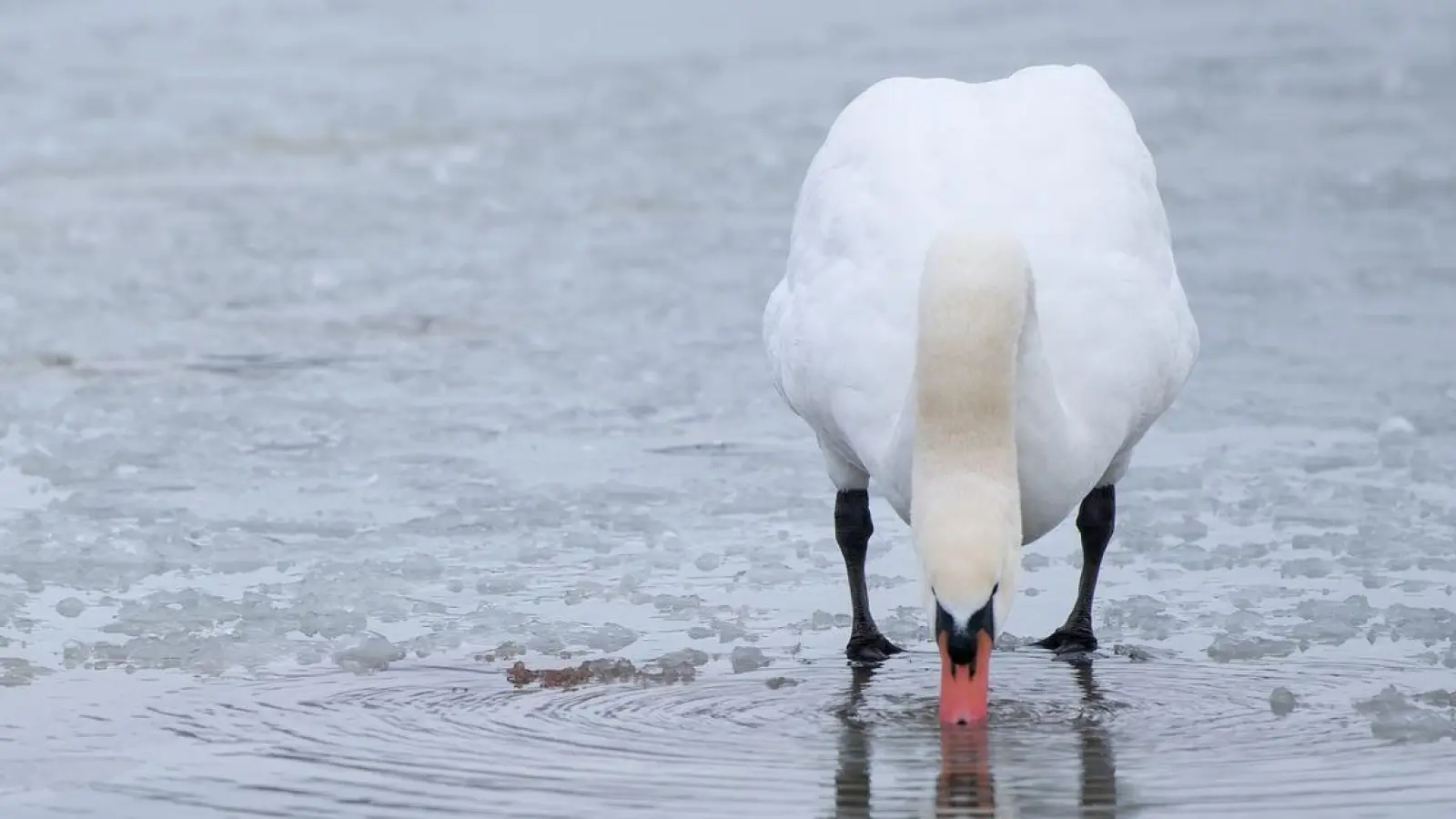 Ein Schwan steht auf einer dünnen Eisdecke eines teilweise zugefrorenen Sees. (Foto: Sven Hoppe/dpa/Symbolbild)