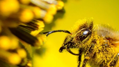 Auf der 17. UN-Konferenz zur biologischen Vielfalt (COP17) wollen zahlreiche Staaten zwei Wochen lang über die Umsetzung ihrer selbst gesteckten Ziele bis 2030 sprechen. (Illustration) (Foto: Patrick Pleul/dpa)