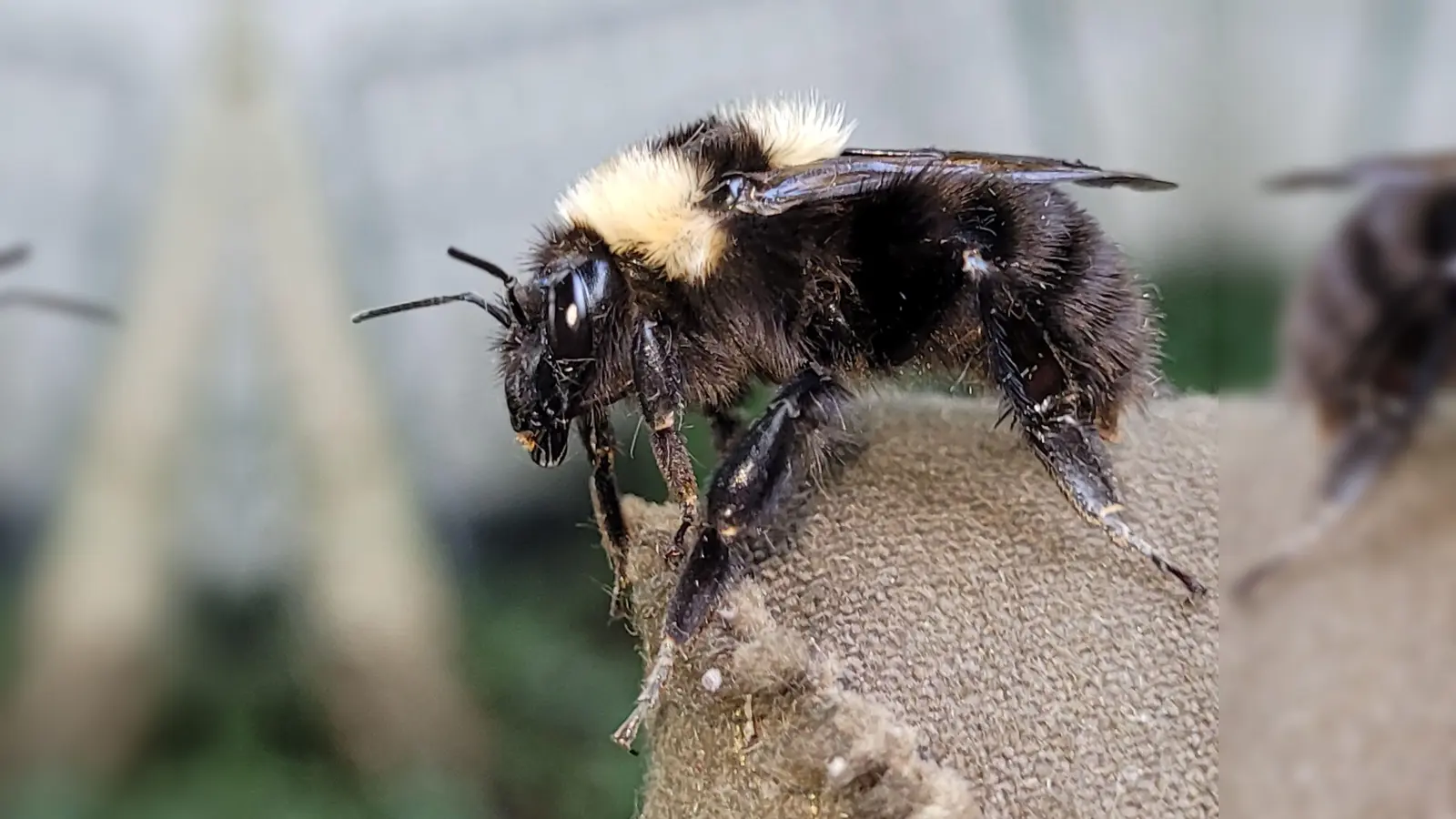 Hummelkönigin aus dem Süden in Oberbayern entdeckt  (Foto: Thomas Guggemoos/BUND Naturschutz in Bayern e.V/dpa)