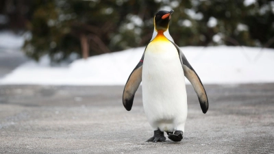 Der Pinguin-Gang verschafft dem Körper mehr Stabilität. (Foto: John Minchillo/AP/dpa-tmn)