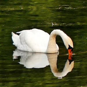 Hallo Schwan – gesehen bei Weidenbach (Foto: Erich Kraus)